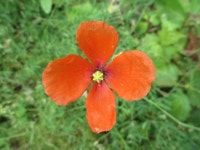 좀양귀비 from 대한민국 충청남도 예산군 덕산면 on 2017년 05월 09일 (화) at 12:29 오후 by onidiras-iNaturalist · iNaturalist... 