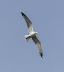 카스피해갈매기 from 289 05 Žehuň, Česko on 2026년 03월... by Pavel Trhoň · iNaturalist 카스피해갈매기 (Larus cachinnans)