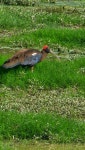 Pseudibis papillosa from 3a, Jain Nagar, Devpuri, Meerut, Uttar Pradesh 250002, India on 2026년 03월 14일 (토) at 09:48 오전... 