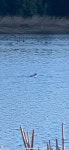 꼬마오리 from Fleetwood, Surrey, BC, CA on 2020년 03월 01일 (일) at 02:07 오후 by hrahmatp · iNaturalist 꼬마오리 (Bucephala... 