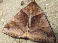 Mocis from 대한민국 충청남도 아산시 배방읍 on 2016년 06월 10일 (금) by onidiras-iNaturalist · iNaturalist Genus Mocis