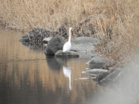 중대백로 from Matsuidamachi Yokokawa, Annaka, Gunma 379-0301, Japan on 2026년 02월 26일 (목) at 01:37 오후 by Curtis Mahon... 