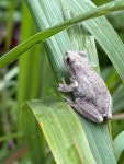 Pengilleyia peronii from Bobadah St, Kingsgrove, NSW, AU on 2026년 03월 22일 (일) at 10:28 오전 by glequesne · iNaturalist... 