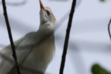 황로 from Kaiminani, HI 96740, USA on 2026년 03월 21일 (토) at 01:55 오후 by Damien Wallace. Rookery · iNaturalist 황로... 