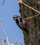 오색딱따구리 from Lázně Bohdaneč, Česko on 2026년 03월... by Pavel Trhoň · iNaturalist 오색딱따구리 (Dendrocopos major)