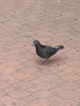 집비둘기 from Tuen Kwai Rd, Fu Tei, Tuen Mun, New Territories... by amy7648 · iNaturalist 집비둘기 (Variety Columba livia domestica)