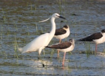 쇠백로 from 735台灣臺南市下營區 on 2026년 03월 31일 (화) at 05:04 오후 by garlice99 · iNaturalist 쇠백로 (Egretta garzetta)