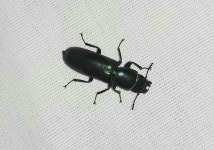 Temnoscheila acuta from Oleander Acres RV Resort on 2020년 03월 13일 (금) at 08:57 오후 by John Brush · iNaturalist... 