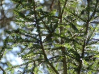 63604 Põlva County, Estonia on 2020년 03월 15일 (일) at 01:52 오후 by Nicolás Tamargo · iNaturalist 상모솔새 (Regulus regulus)