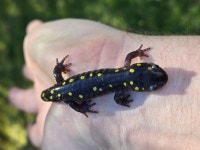 Ambystoma maculatum from Hollywood, MD 20636, USA on 2026년 04월 10일 (금) at 03:36 오후 by John Shorb. Backyard woods... 