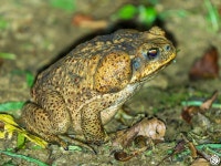 사탕수수두꺼비 from 3F89+69H Mount Banahaw – San Cristobal... 오후 by 花蚀 · iNaturalist 사탕수수두꺼비 (Rhinella marina)