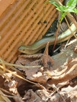 Chalcides chalcides from RIOFREDDO | Via Vivaro Via Colle Roberto # f8825, 00020 Riofreddo RM, Italia on 2026년 04월 11일 (토)... 