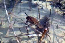유럽두꺼비 from 51217, Klana, Croatia on 2020년 03월 17일... AD 2404 Fa Gumance · iNaturalist 유럽두꺼비 (Bufo bufo)