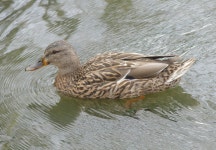 청둥오리 from North Cambridge, Cambridge, MA, USA on 2026년... by jennifer_clifford · iNaturalist 청둥오리 (Anas platyrhynchos)