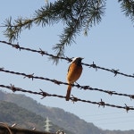 딱새 from Icheon-dong, Nam-gu, Daegu, KR on 2020년 03월 18일 (수) at 10:23 오전 by lainak87 · iNaturalist 딱새 (Phoenicurus... 
