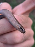 Anguis veronensis from RIOFREDDO | Via Vivaro Via Colle Roberto # f8825, 00020 Riofreddo RM, Italia on 2026년 04월 14일 (화) at... 
