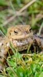 유럽두꺼비 from Havvejen, Haderslev, Region of Southern Denmark... (화) at 01:45 오후 by JP · iNaturalist 유럽두꺼비 (Bufo bufo)