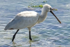 오스트레일리아저어새 from Christchurch City, Canterbury... by iancoull · iNaturalist 오스트레일리아저어새 (Platalea regia)