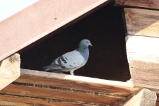 집비둘기 from RRJW+4C, Hințești, Romania on 2026년 04월... Teodoreanu · iNaturalist 집비둘기 (Variety Columba livia domestica)