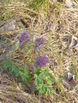 Corydalis solida from Павловский р-н, Воронежская обл., Россия on 2020년 03월 25일 (수) at 05:24... 