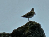 꺅도요 from MFM5+WM, 645 Fossholl, Island on 2026년 04월 25일 (토) at 04:49 오후 by Lutz Hübner · iNaturalist 꺅도요... 