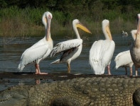 큰사다새 from Arba Minch on 2010년 10월 31일 (일) by Vlada Trailin · iNaturalist 큰사다새 (Pelecanus onocrotalus)