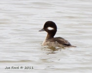 꼬마오리 from Bosque Del Apache National Wildlife Refuge... (토) by joecf. Female · iNaturalist 꼬마오리 (Bucephala albeola)