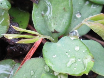 발아 germination Seedling 떡잎 Cotyledon 새순 싹 bud sprout · iNaturalist 목련강 (Class Magnoliopsida)