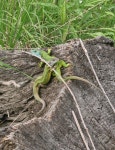 Lacerta viridis from Sopron, 9400 Magyarország on 2026년 04월 28일 (화) at 05:15 오후 by Fazakas Bendegúz · iNaturalist... 