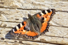 쐐기풀나비 from Асиновский р-н, Томская... Самодуров · iNaturalist 쐐기풀나비 (Aglais urticae)