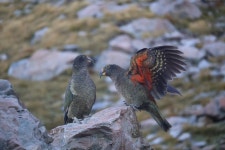 케아앵무 from Aoraki Mount Cook National Park, Canterbury, NZ... Castellano Macías · iNaturalist 케아앵무 (Nestor notabilis)