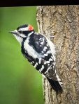 솜털딱따구리 from Ojibway Nature Centre, Windsor, ON, CA on... by Robin Stamp · iNaturalist 솜털딱따구리 (Dryobates pubescens)