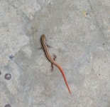 Riopa punctata from 16-11-511/D/319, Shalivahana Nagar, Sarita Arcade, SBI Colony, Dilsukhnagar, Hyderabad, Telangana 500036, India... 