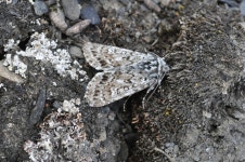from Greenland, GL-UO, GL on 2016년 08월 04일 (목) by Oskar Liset Pryds Hansen. waypoint H0510 · iNaturalist Polia richardsoni
