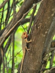 Calotes versicolor from C9GV+G73 N Reddy Nagar, BN Reddy Colony, Hyderabad, Rai Durg, Telangana 500104, India on 2026년 05월... 