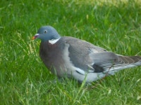 숲비둘기 from Bushy Park on 2026년 05월 20일 (수) at 11:01 오전 by Lois Worley Perry · iNaturalist 숲비둘기 (Columba palumbus)