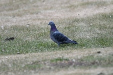 집비둘기 from Alexandra Park, Leduc, AB T9E, Canada on 2026년... roxyfaith · iNaturalist 집비둘기 (Variety Columba livia domestica)