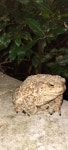 유럽두꺼비 from Casa Nuccia, 40034 Labante BO, Italia on... (월) at 11:48 오후 by ceccio · iNaturalist 유럽두꺼비 (Bufo bufo)