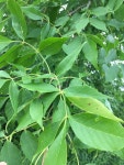 붉은물푸레나무 from Kings County, NB, Canada on 2019년 07월... Patrick · iNaturalist 붉은물푸레나무 (Fraxinus pennsylvanica)