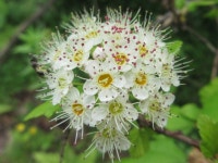 Physocarpus from 대한민국 충청북도 충주시 가금면 on 2018년 05월 27일 (일) at 09:35 오전 by onidiras-iNaturalist... 