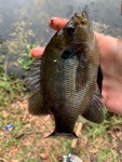 Lepomis punctatus from Santa Fe River, Fort White, FL, US on 2020년 04월 23일 (목) at 09:28 오전 by Noah Frade · iNaturalist... 