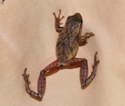 Pseudacris crucifer from Dew RD Glouster OH (between Corning and Glouster) on 2014년 04월 28일 (월) by Diane P. Brooks. Spring... 