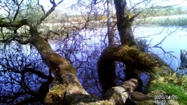 깝작도요 from Dumfries and Galloway, UK on 2020년 04월 25일 (토) at 11:22 오전 by Sam Rogerson ·  iNaturalist  깝작도요... 
