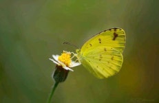 남방노랑나비 from Beruwala, Sri Lanka on 2020년 04월 20일... 오전 by rihanaharis · iNaturalist 남방노랑나비 (Terias hecabe)