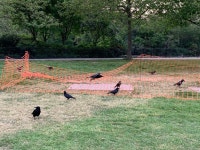 까마귀 from Southwark Park Sports Complex, London, England, GB on 2020년 04월 27일 (월) at 07:07 오후 by championfer... 