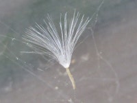 국화과 from 용곡한라비발디아파트 on 2020년 05월 02일 (토) at 05:47 오전 by onidiras-iNaturalist · iNaturalist 국화과... 