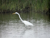 중대백로 from Brownwood, Baytown, TX 77520, USA on 2017년 04월 15일 (토) at 08:23 오전 by Pauline Singleton · iNaturalist... 