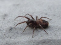 거미목 from 용곡한라비발디아파트 on 2020년 05월 08일 (금) at 07:55 오전 by onidiras-iNaturalist · iNaturalist 거미목 (Order... 