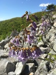 참오동나무 from George Washington National Forest, Natural... by Charles Winder · iNaturalist 참오동나무 (Paulownia tomentosa)