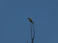 Psittacula eupatria from Balchand Para, Bundi, Rajasthan 323001, India on 2011년 11월 01일 (화) at 07:59 오전 by Yves Bas... 